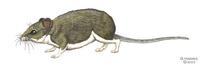 Image of: Myomimus roachi (Roach's mouse-tailed dormouse)
