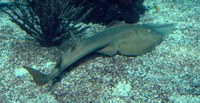 Rhinobatos typus - Austalian Guitarfish