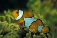 Image of: Amphiprion ocellaris (clown anemonefish)