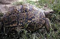 Image of: Geochelone pardalis (leopard tortoise)