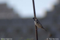 Saxaul Sparrow - Passer ammodendri