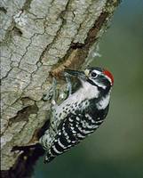 Nuttall's Woodpecker (Picoides nuttallii) photo