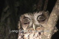 Long-tufted Screech-Owl - Megascops sanctaecatarinae