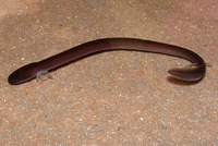 : Amphiuma tridactylum; Three-toed Amphiuma