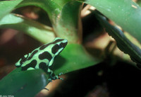 : Dendrobates auratus; Green And Black Dart-Poison Frog