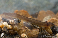 : Eurycea junaluska; Junaluska Salamander