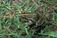 : Limnodynastes tasmaniensis; Spotted Grass Frog