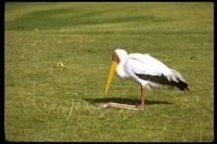 : Mycteria ibis; Yellow-billed Stork