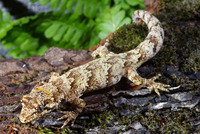 : Hoplodactylus granulatus; Common Forest Gecko