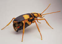 Bombardier Beetle (Brachinus fumans)