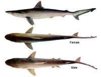 Carcharhinus macloti, Hardnose shark: fisheries