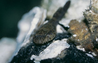 Gobiesox strumosus, Skilletfish: