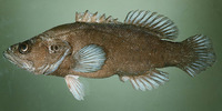Grammistops ocellatus, Ocellated soapfish: fisheries