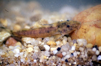 Chiloglanis neumanni, Neumann's suckermouth: aquarium