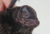 Image of: Miniopterus schreibersi (Schreibers's long-fingered bat)