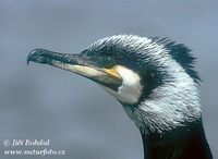 Phalacrocorax carbo - Cormorant