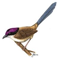 Image of: Malurus coronatus (purple-crowned fairywren)
