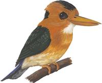 Image of: Syma torotoro (yellow-billed kingfisher)