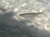 Image of: Oncorhynchus tshawytscha (chinook salmon)