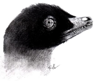 Sinornithosaurus