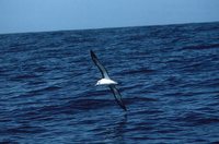 Buller's Albatross - Thalassarche bulleri