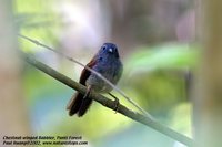 Chestnut-winged Babbler - Stachyris erythroptera