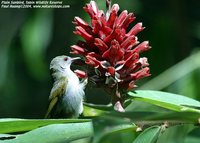 Plain Sunbird - Anthreptes simplex