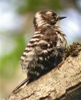 Japanese Pygmy Woodpecker (Dendrocopos kizuki) kogera