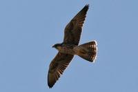 ...Another North African species that occurs during autumn migration is Lanner Falcon Falco biarmic