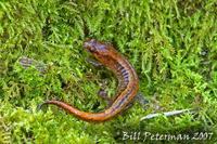 : Desmognathus aeneus; Seeapge Salamander