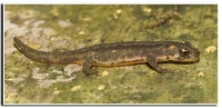 : Ommatotriton ophryticus nesterovi; Northern Banded Newt