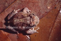 : Proceratophrys cristiceps