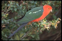 : Alisterus scapularis; Australian King Parrot