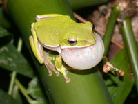 : Rhacophorus arvalis; Farmland Green Treefrog