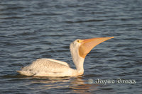 : Pelecanus erythrorhynchos; American White Pelican