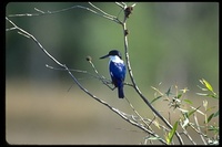 : Todirhamphus macleayii; Forest Kingfisher
