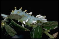 : Hyalophora erryalis; Rubra Moth