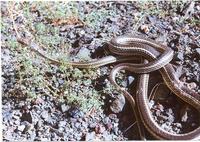 : Masticophis taeniatus taeniatus; Desert Whipsnake