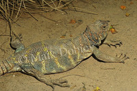 : Uromastyx ornatus; Ornate Spiny-tailed Lizard