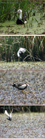 물꿩( Pheasant-tailed Jacana)