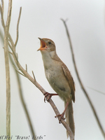 オオセッカ　　Japanese  Marsh  Warbler/ Megalurus  pryeri