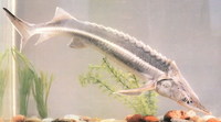Acipenser nudiventris, Fringebarbel sturgeon: fisheries, aquaculture