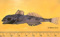 Icelinus quadriseriatus, Yellowchin sculpin: