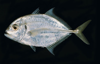 Carangoides malabaricus, Malabar trevally: fisheries, gamefish