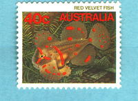 Gnathanacanthus goetzeei, Red velvetfish: