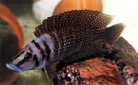 Altolamprologus calvus, : aquarium