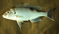 Xenochromis hecqui, : aquarium
