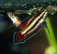 Parosphromenus filamentosus, Spiketail gourami: aquarium