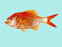 Centroberyx affinis, Redfish: fisheries
