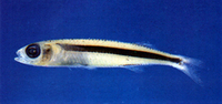 Hypoatherina valenciennei, Sumatran silverside: fisheries